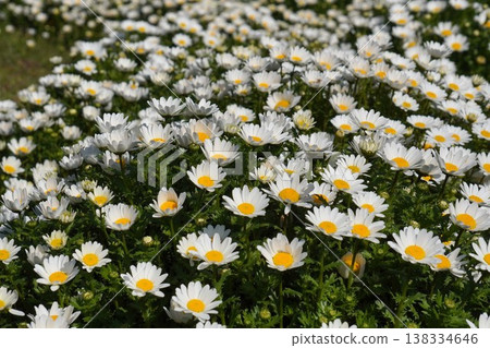 2026年3月,盛開的北極白雛菊 2026年3月,盛開的北極白雛菊 138334646