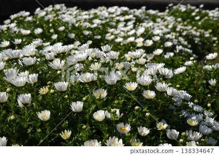 2026年3月，盛開的北極白雛菊 138334647