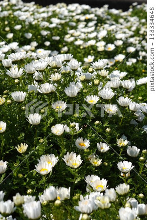 2026年3月,盛開的北極白雛菊 2026年3月,盛開的北極白雛菊 138334648