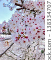 A spring scene with cherry blossoms in full bloom and a blue sky | Close-up of Somei Yoshino cherry blossoms 138334707