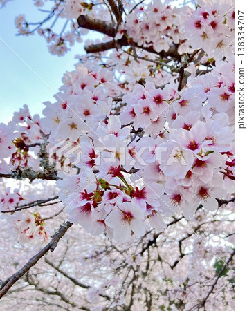 A spring scene with cherry blossoms in full bloom and a blue sky | Close-up of Somei Yoshino cherry blossoms 138334707