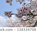 Blue sky and branches of cherry blossoms in full bloom | A spring natural scene of looking up at Somei Yoshino cherry blossoms. 138334708