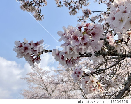 Blue sky and branches of cherry blossoms in full bloom | A spring natural scene of looking up at Somei Yoshino cherry blossoms. Blue sky and branches of cherry blossoms in full bloom | A spring natural scene of looking up at Somei Yoshino cherry blossoms. 138334708