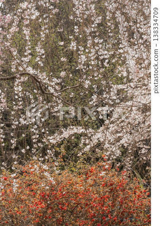 Spring is in full bloom: cherry blossoms and quince blossoms. Spring is in full bloom: cherry blossoms and quince blossoms. 138334709