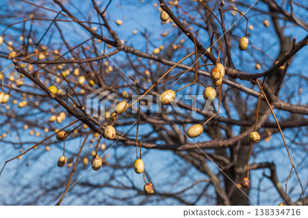 冬日森林：苦楝樹上結滿了成熟的白色漿果 02 138334716