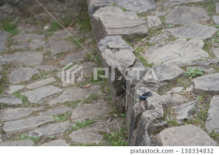 Blue Admiral butterfly at Hachioji Castle ruins Blue Admiral butterfly at Hachioji Castle ruins 138334832