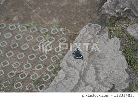 Blue Admiral butterfly at Hachioji Castle ruins Blue Admiral butterfly at Hachioji Castle ruins 138334833