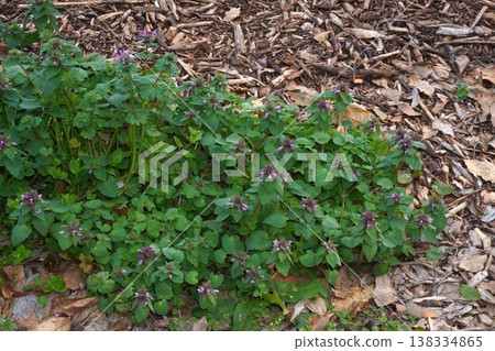 The small flowers of Lamium amplexicaule The small flowers of Lamium amplexicaule 138334865