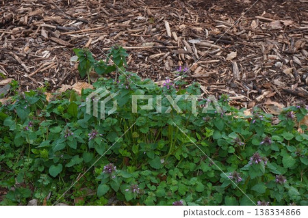 The small flowers of Lamium amplexicaule The small flowers of Lamium amplexicaule 138334866