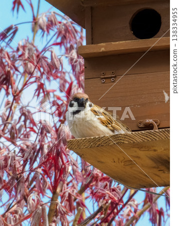 Sparrows inspecting a nest box Sparrows inspecting a nest box 138334955