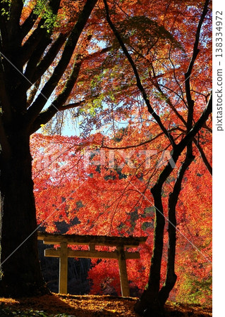 Vibrant autumn leaves in a sunny spot: Japanese maple Vibrant autumn leaves in a sunny spot: Japanese maple 138334972