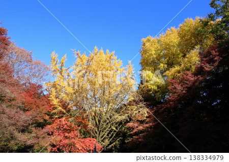 Shining, yellowing leaves, refreshing ginkgo leaves Shining, yellowing leaves, refreshing ginkgo leaves 138334979