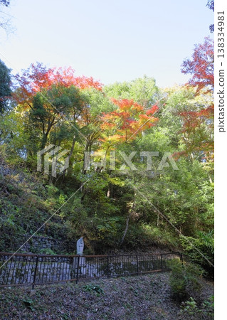 日本楓樹的葉子顏色鮮豔,會變成紅色和黃色。 日本楓樹的葉子顏色鮮豔,會變成紅色和黃色。 138334981