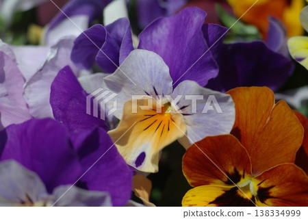 Viola Viola 138334999