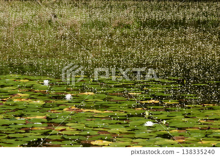 Fukushima Prefecture, Motomiya City, Takeyama Fureai no Mori, Hagoromo Algae Fukushima Prefecture, Motomiya City, Takeyama Fureai no Mori, Hagoromo Algae 138335240