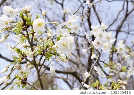 Cherry blossoms in bloom at Nagai Botanical Garden in Osaka City Cherry blossoms in bloom at Nagai Botanical Garden in Osaka City 138335416