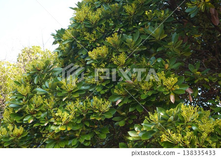 The flowers of the Machilus thunbergii tree have begun to bloom - March 2026 The flowers of the Machilus thunbergii tree have begun to bloom - March 2026 138335433