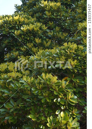 The flowers of the Machilus thunbergii tree have begun to bloom - March 2026 The flowers of the Machilus thunbergii tree have begun to bloom - March 2026 138335437