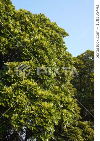 The flowers of the Machilus thunbergii tree have begun to bloom - March 2026 The flowers of the Machilus thunbergii tree have begun to bloom - March 2026 138335443