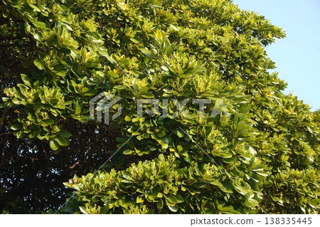 The flowers of the Machilus thunbergii tree have begun to bloom - March 2026 138335445