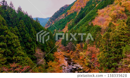 [Autumn Valleys in Japan] The contrast between autumn leaves and evergreen trees under a blue sky 138335628