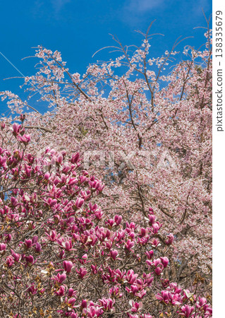 Spring flowers: Magnolia serrata and weeping cherry blossoms. Spring flowers: Magnolia serrata and weeping cherry blossoms. 138335679