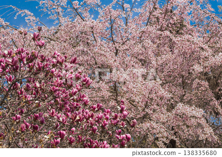 Spring flowers: Magnolia serrata and weeping cherry blossoms. Spring flowers: Magnolia serrata and weeping cherry blossoms. 138335680