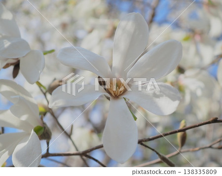 Magnolia blossoms in full bloom, bathed in spring sunlight (afli20260327150613) 138335809