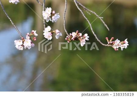 Cherry blossoms and the water surface Cherry blossoms and the water surface 138335819