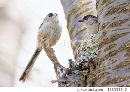 長尾山雀成對築巢 長尾山雀成對築巢 138335842