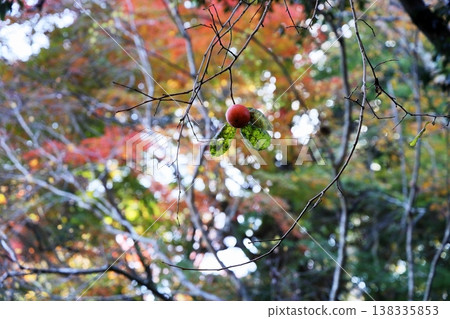 Remaining persimmons 138335853