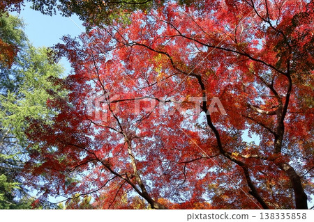 Maple leaves are changing color, turning yellow. Maple leaves are changing color, turning yellow. 138335858