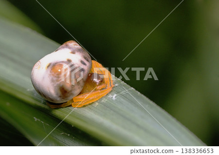 都靈Fundasi（女） 138336653