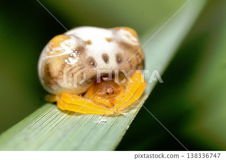 Turin Fundasi (female) Turin Fundasi (female) 138336747