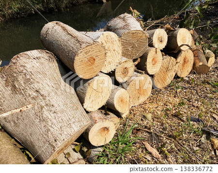 Logs felled and piled up 138336772