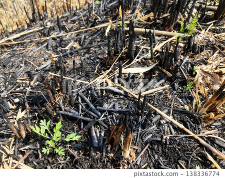 Traces of burnt rice paddies Traces of burnt rice paddies 138336774