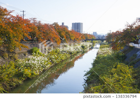 Autumn foliage along the cherry tree-lined Fukurogawa River, Tottori City, Tottori Prefecture 138336794