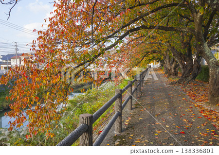 Autumn foliage along the cherry tree-lined Fukurogawa River, Tottori City, Tottori Prefecture Autumn foliage along the cherry tree-lined Fukurogawa River, Tottori City, Tottori Prefecture 138336801
