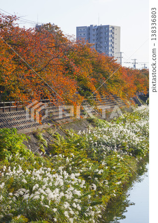 Autumn foliage along the cherry tree-lined Fukurogawa River, Tottori City, Tottori Prefecture Autumn foliage along the cherry tree-lined Fukurogawa River, Tottori City, Tottori Prefecture 138336803
