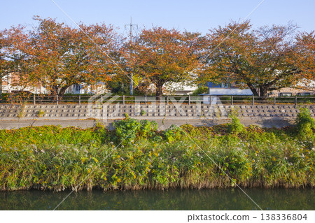 Autumn foliage along the cherry tree-lined Fukurogawa River, Tottori City, Tottori Prefecture Autumn foliage along the cherry tree-lined Fukurogawa River, Tottori City, Tottori Prefecture 138336804