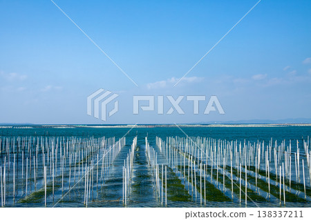 A fishing ground for cultivating sea lettuce (Tahara City, Aichi Prefecture) A fishing ground for cultivating sea lettuce (Tahara City, Aichi Prefecture) 138337211