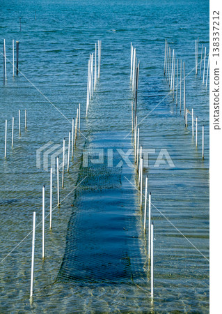 A fishing ground for cultivating sea lettuce (Tahara City, Aichi Prefecture) A fishing ground for cultivating sea lettuce (Tahara City, Aichi Prefecture) 138337212
