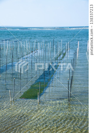 海萵苣養殖場(愛知縣田原市) 海萵苣養殖場(愛知縣田原市) 138337213