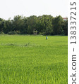 Farmer in Conical Hat Working in Bright Rice Field 138337215