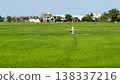 Farmer Walking Across Expansive Green Rice Fields 138337216