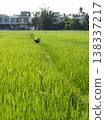 Farmer in Conical Hat Working in Bright Rice Field 138337217