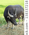 Water Buffalo Grazing in Lush Green Rice Field 138337218