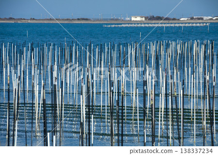 海萵苣養殖場（愛知縣田原市） 138337234