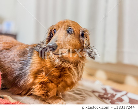 臘腸犬抬頭望天（室內照片） 138337244
