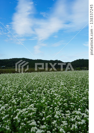 整個區域都盛開著蕎麥花。 138337245